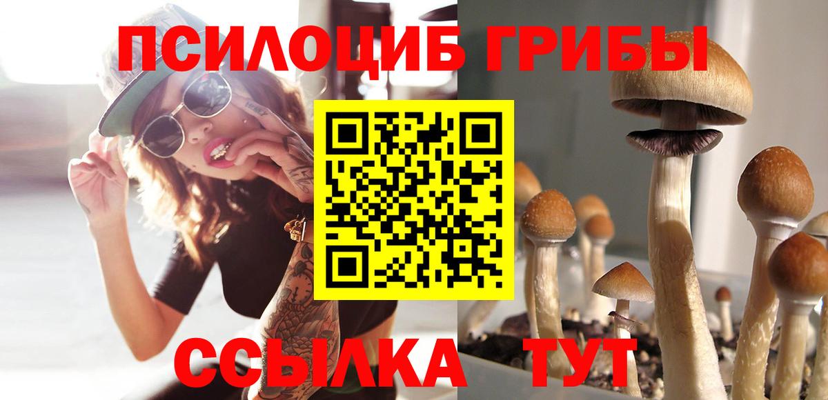 Шелехов  Псилоцибиновые грибы Cubensis  Вход с VPN  Псилоцибиновые грибы Psilocybine cubensis 
